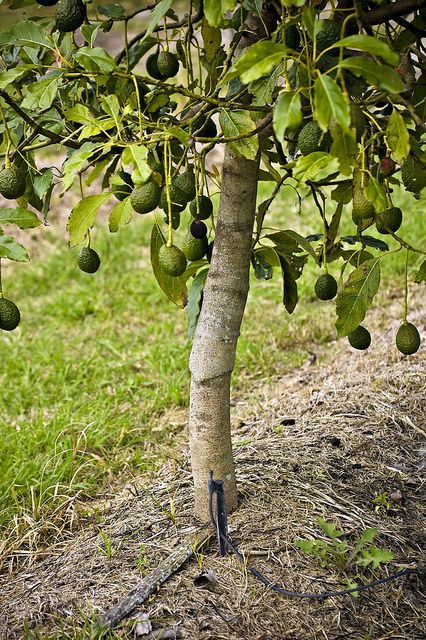 Detail Images Of Avocado Tree Nomer 56