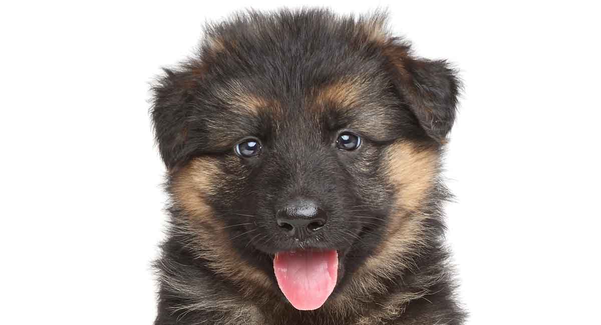 Detail Images Of Baby German Shepherds Nomer 2