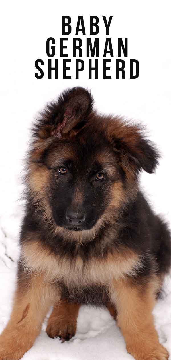 Detail Images Of Baby German Shepherds Nomer 11