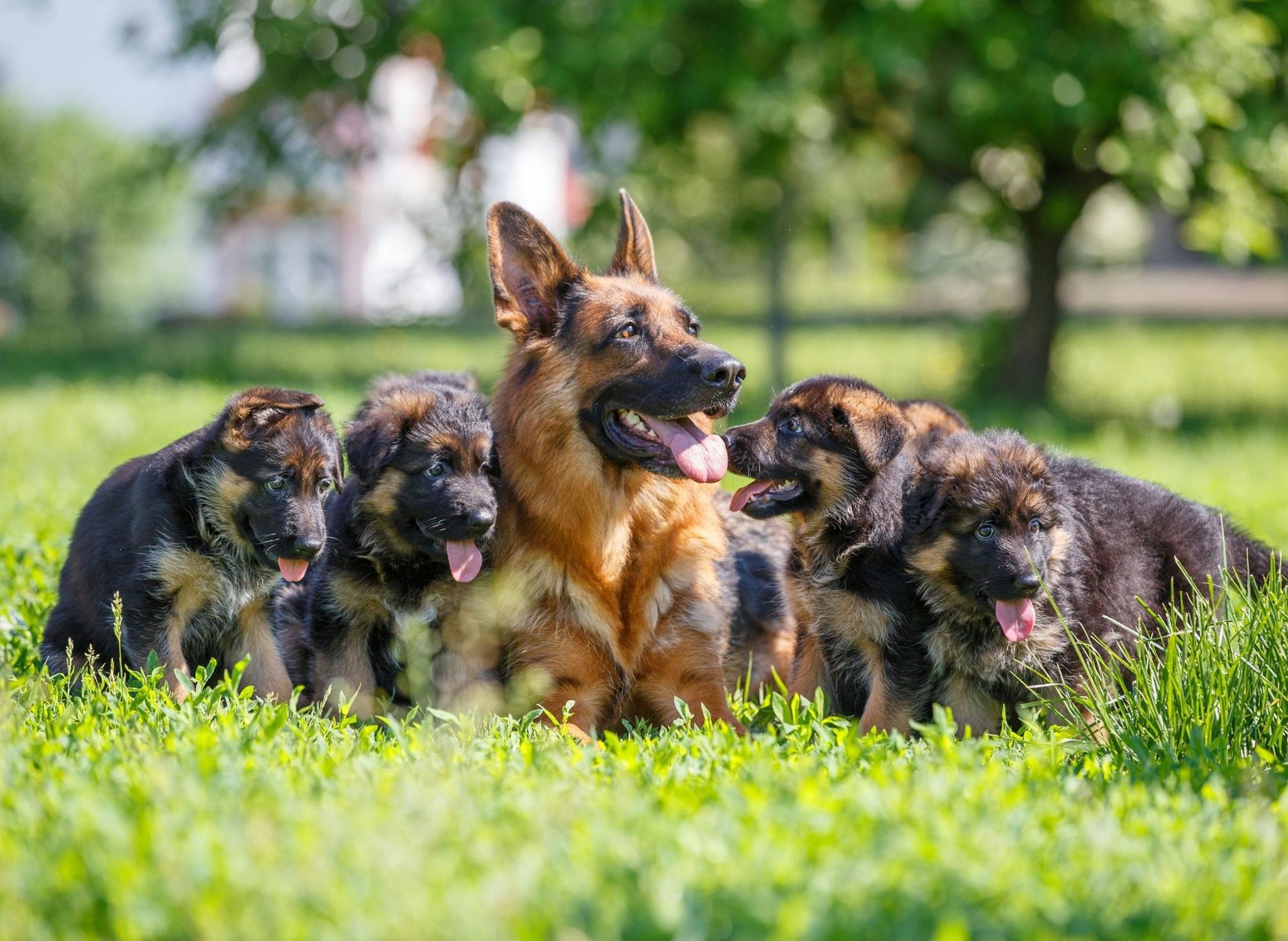 Detail Images Of Baby German Shepherds Nomer 31