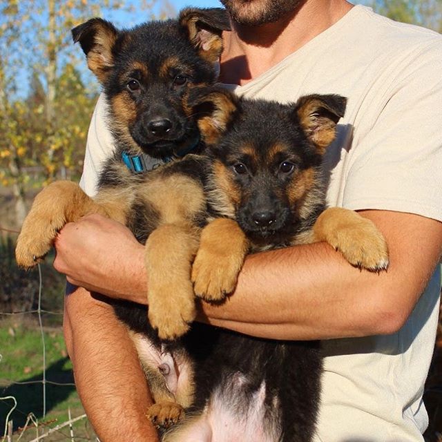 Detail Images Of Baby German Shepherds Nomer 33