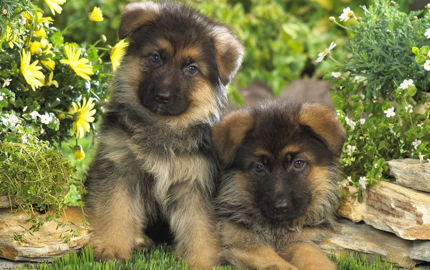 Detail Images Of Baby German Shepherds Nomer 40