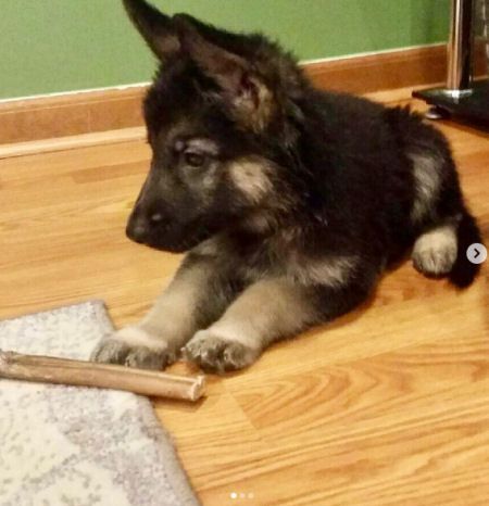 Detail Images Of Baby German Shepherds Nomer 43