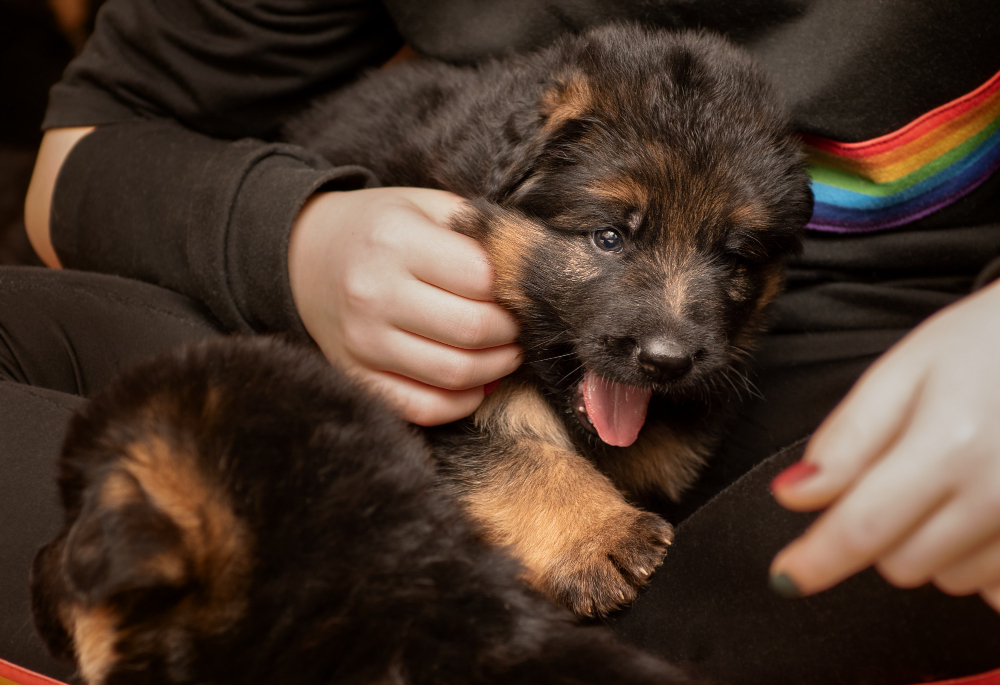 Detail Images Of Baby German Shepherds Nomer 50