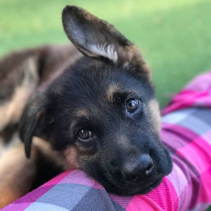 Detail Images Of Baby German Shepherds Nomer 8