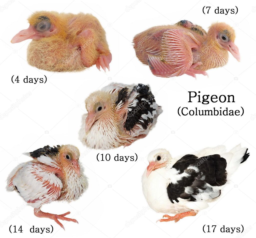 Detail Images Of Baby Pigeons Nomer 12