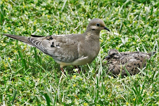 Detail Images Of Baby Pigeons Nomer 14
