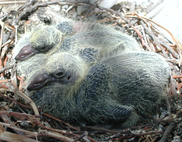 Detail Images Of Baby Pigeons Nomer 15