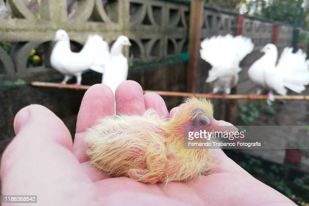 Detail Images Of Baby Pigeons Nomer 24