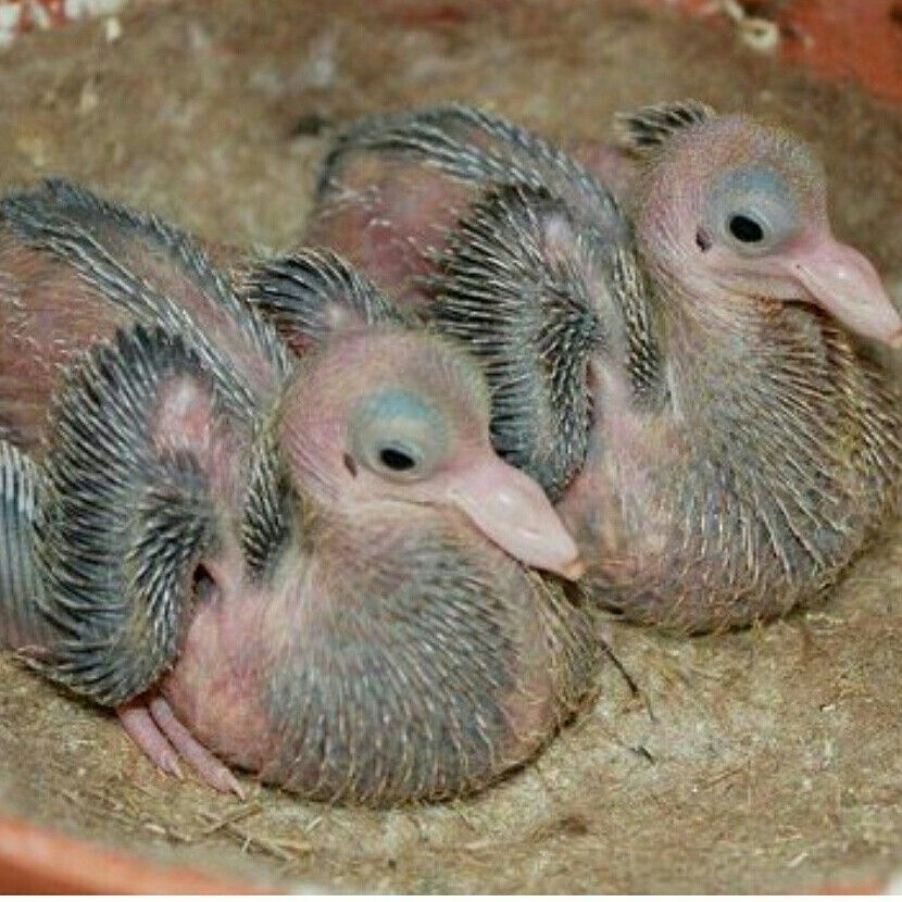 Detail Images Of Baby Pigeons Nomer 31