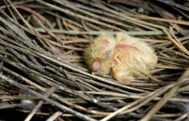 Detail Images Of Baby Pigeons Nomer 38