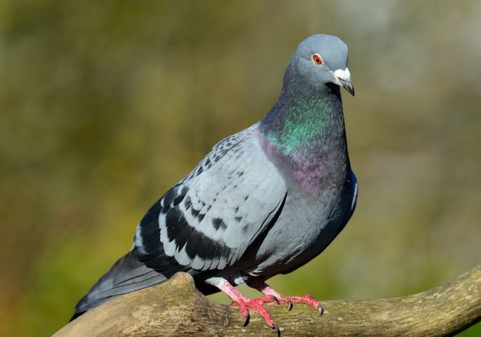 Detail Images Of Baby Pigeons Nomer 42