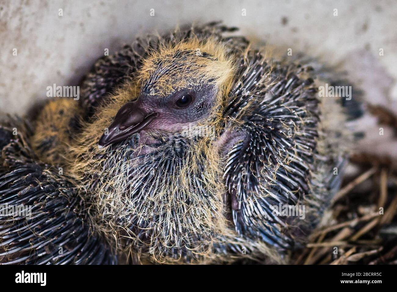 Detail Images Of Baby Pigeons Nomer 48
