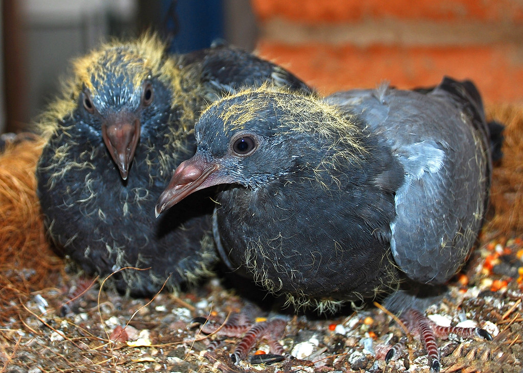 Detail Images Of Baby Pigeons Nomer 49