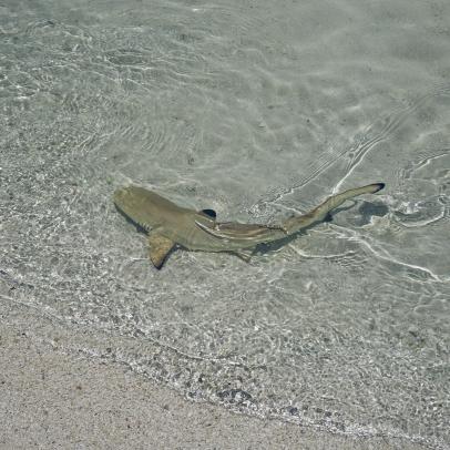 Images Of Baby Sharks - KibrisPDR