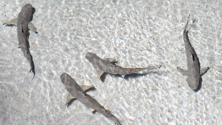 Detail Images Of Baby Sharks Nomer 5