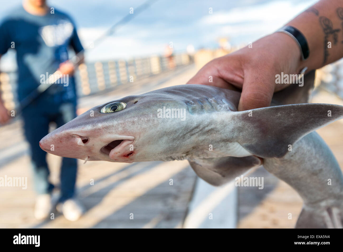 Detail Images Of Baby Sharks Nomer 50