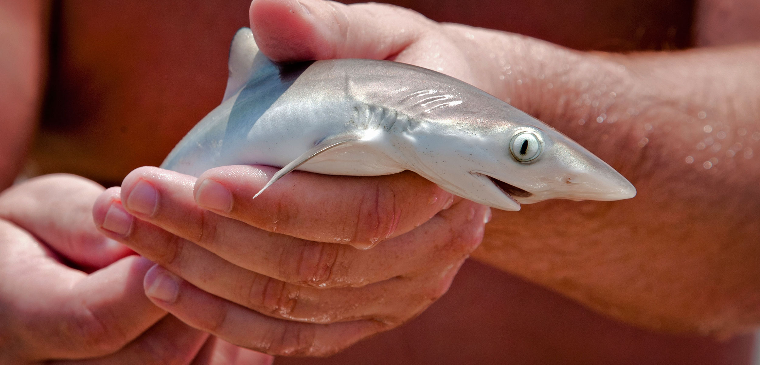 Detail Images Of Baby Sharks Nomer 9