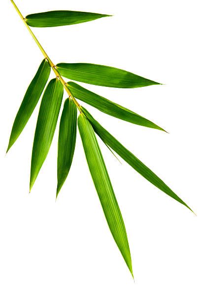 Detail Images Of Bamboo Leaves Nomer 3