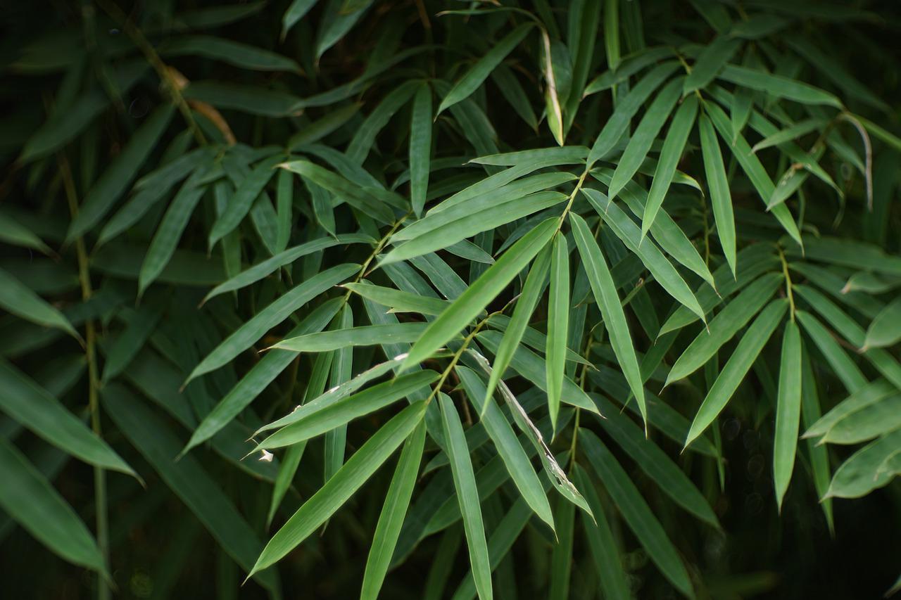 Detail Images Of Bamboo Leaves Nomer 20