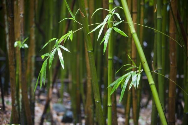 Detail Images Of Bamboo Leaves Nomer 29