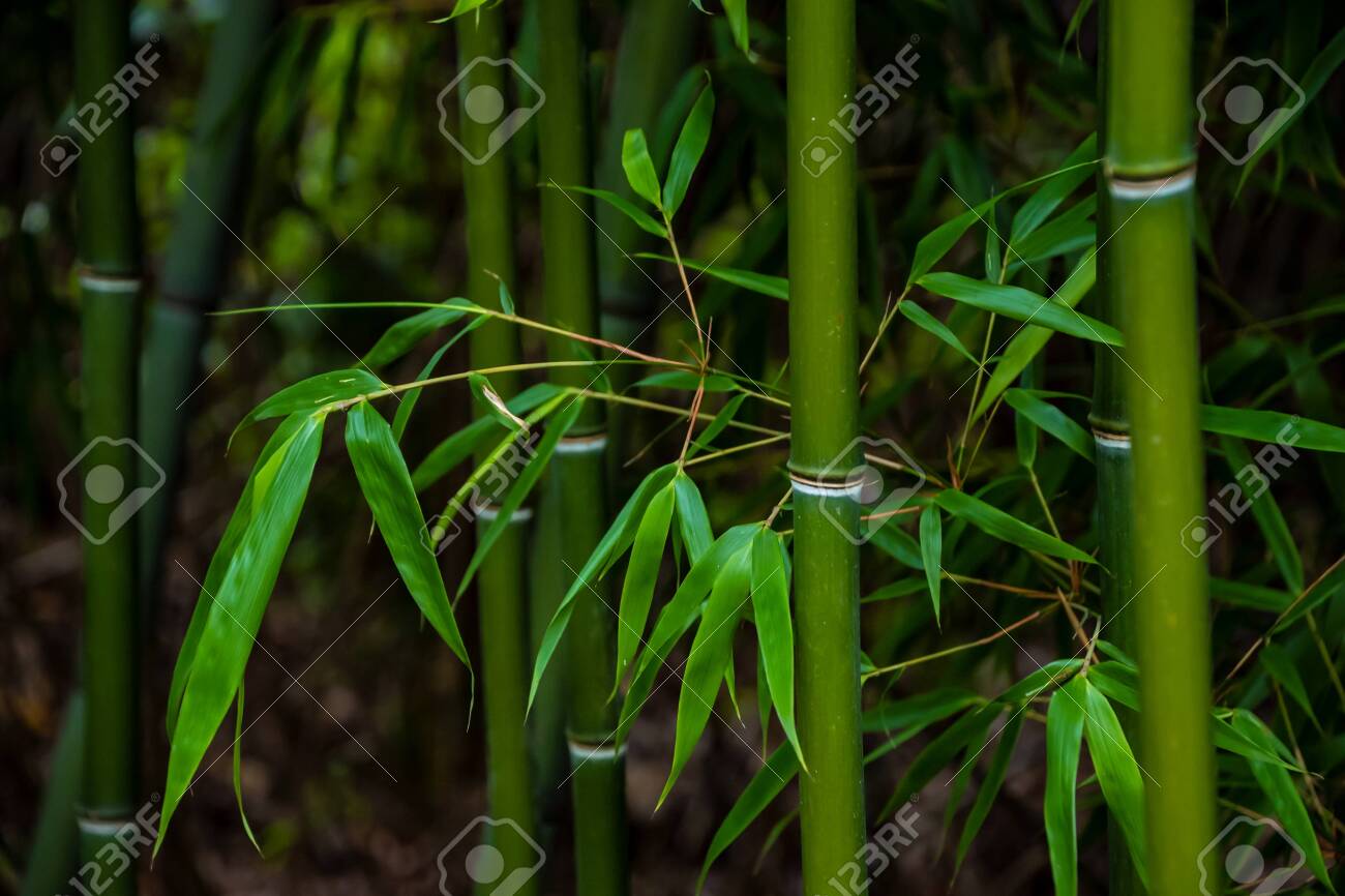 Detail Images Of Bamboo Leaves Nomer 36