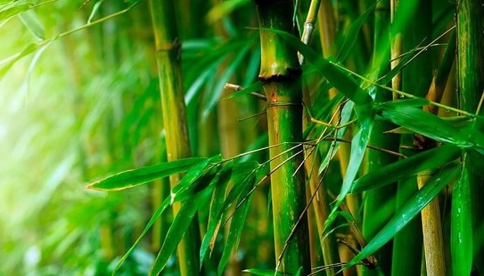 Detail Images Of Bamboo Leaves Nomer 37