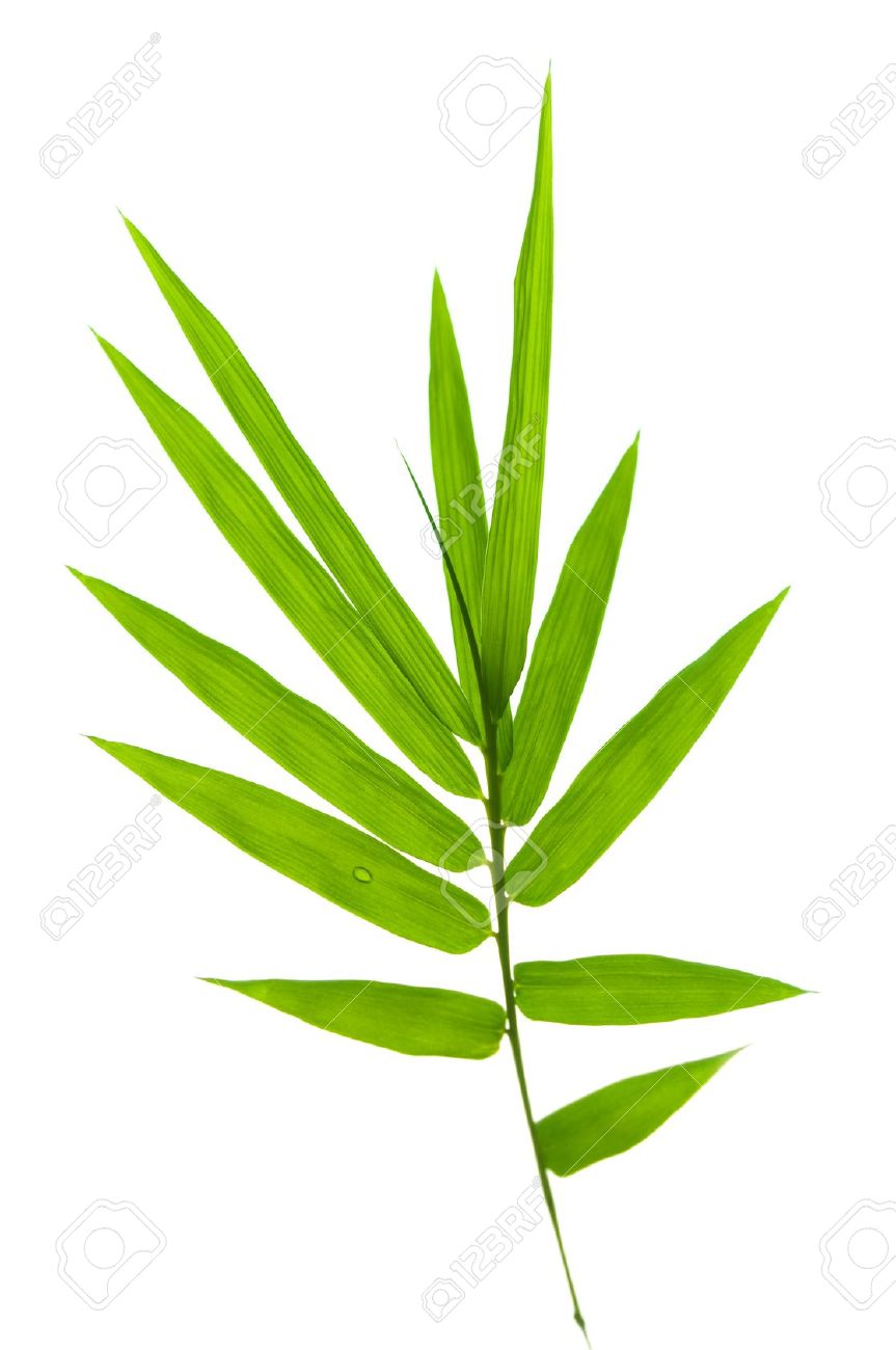 Detail Images Of Bamboo Leaves Nomer 5