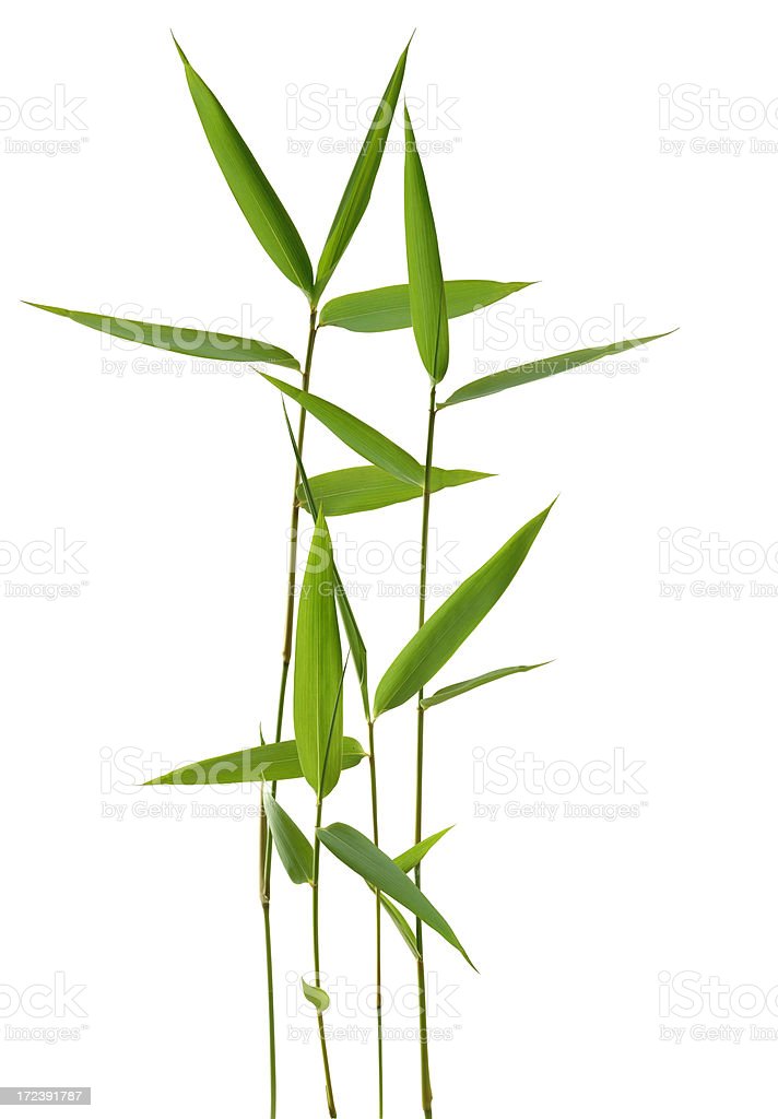 Detail Images Of Bamboo Leaves Nomer 6