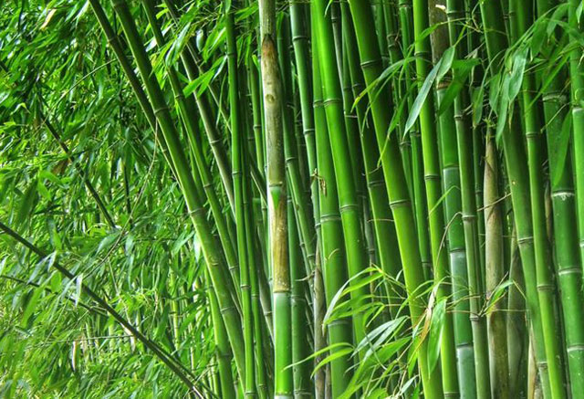 Detail Images Of Bamboo Leaves Nomer 56