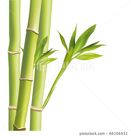 Detail Images Of Bamboo Leaves Nomer 8