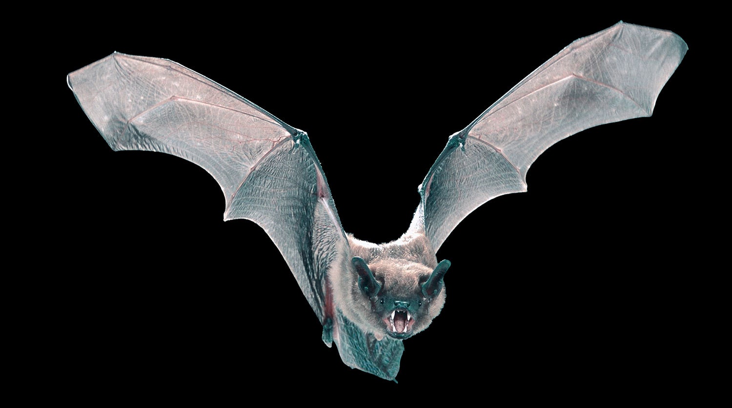 Images Of Bats Flying - KibrisPDR