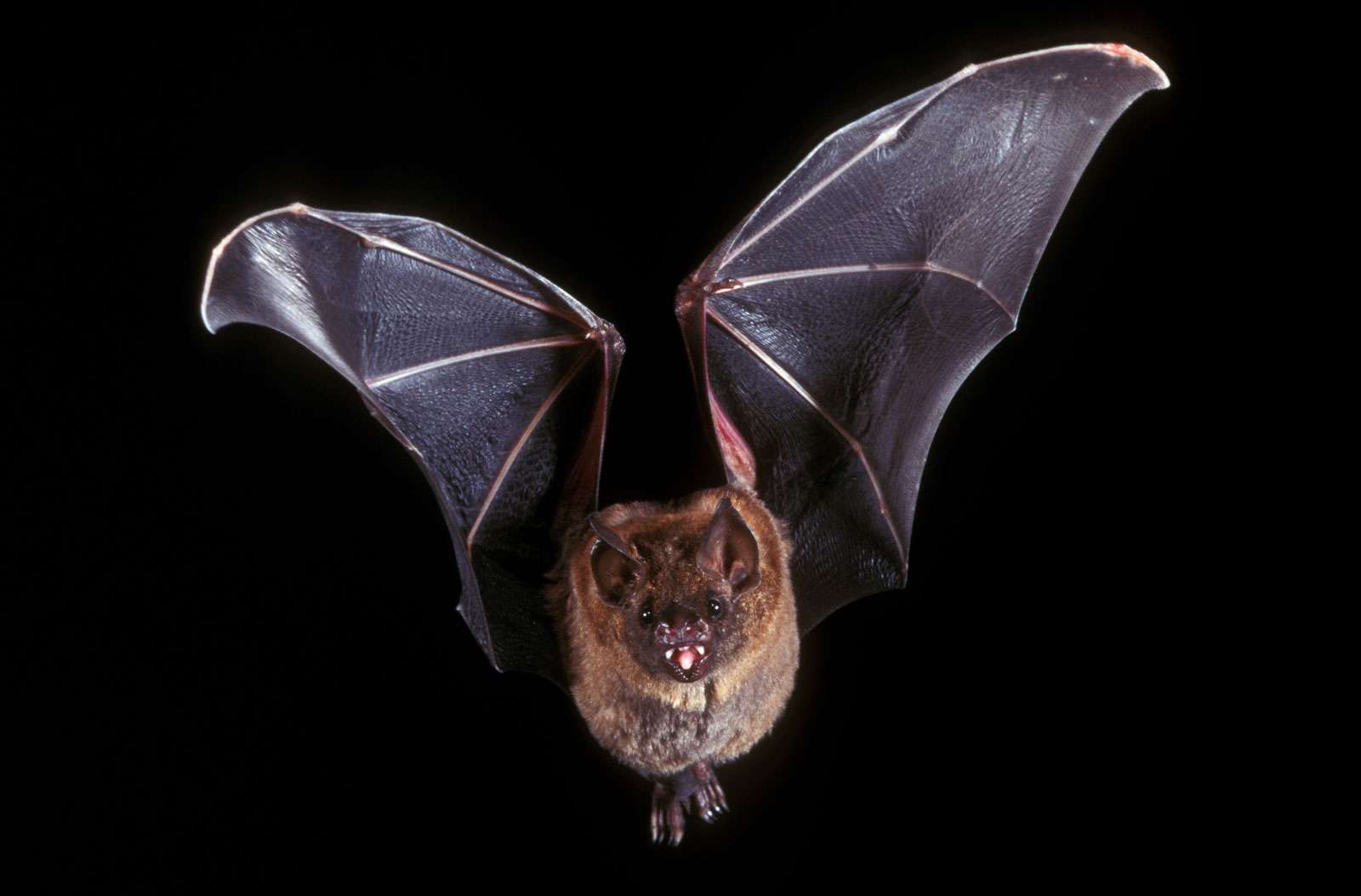 Detail Images Of Bats Flying Nomer 11