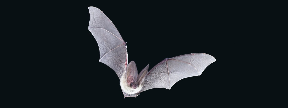 Detail Images Of Bats Flying Nomer 13