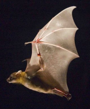 Detail Images Of Bats Flying Nomer 16