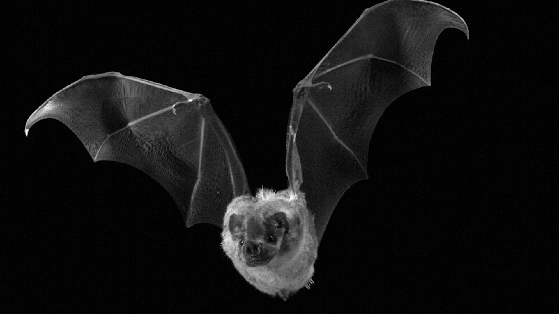 Detail Images Of Bats Flying Nomer 20