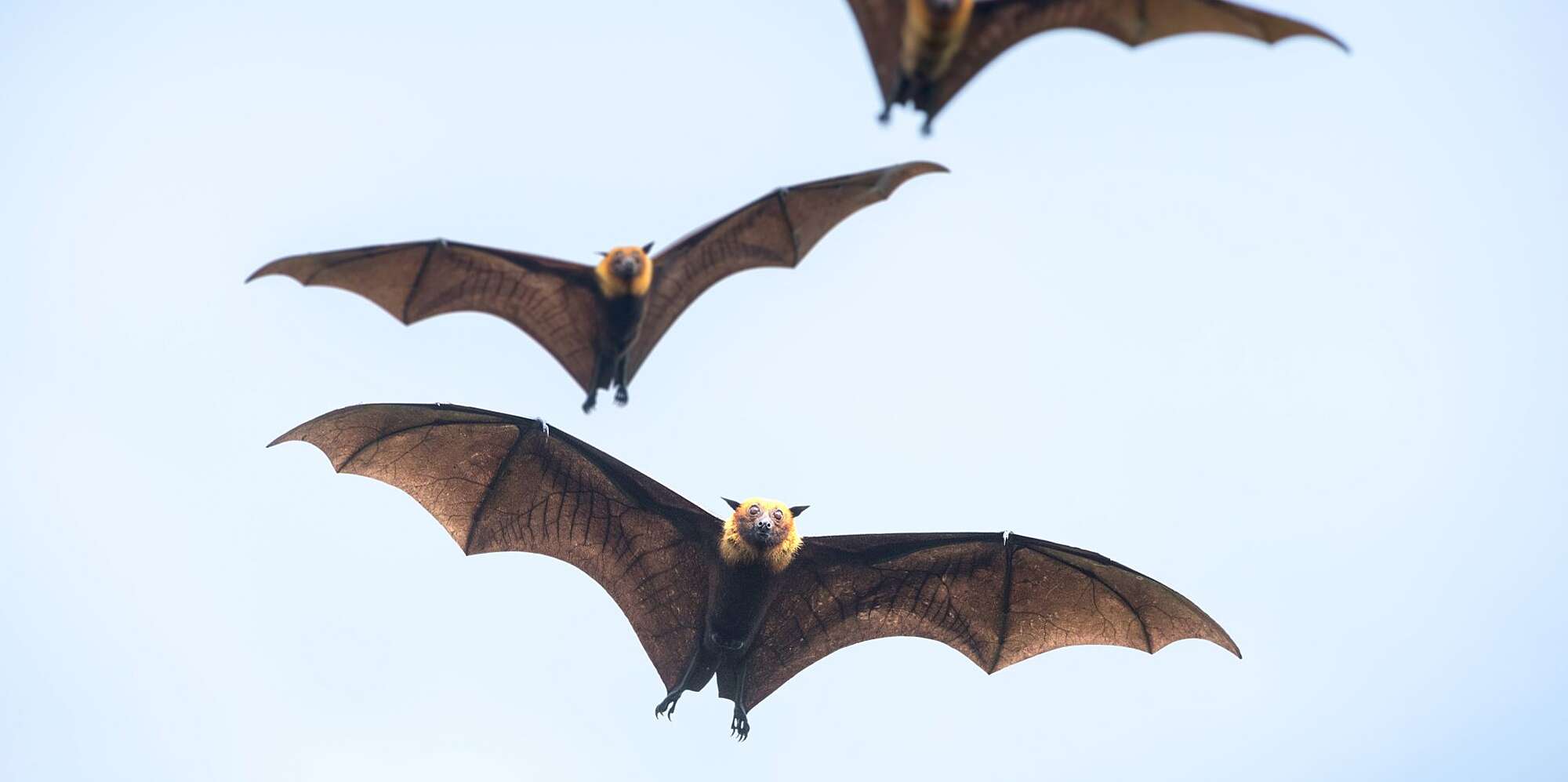 Detail Images Of Bats Flying Nomer 21