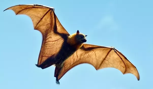 Detail Images Of Bats Flying Nomer 25