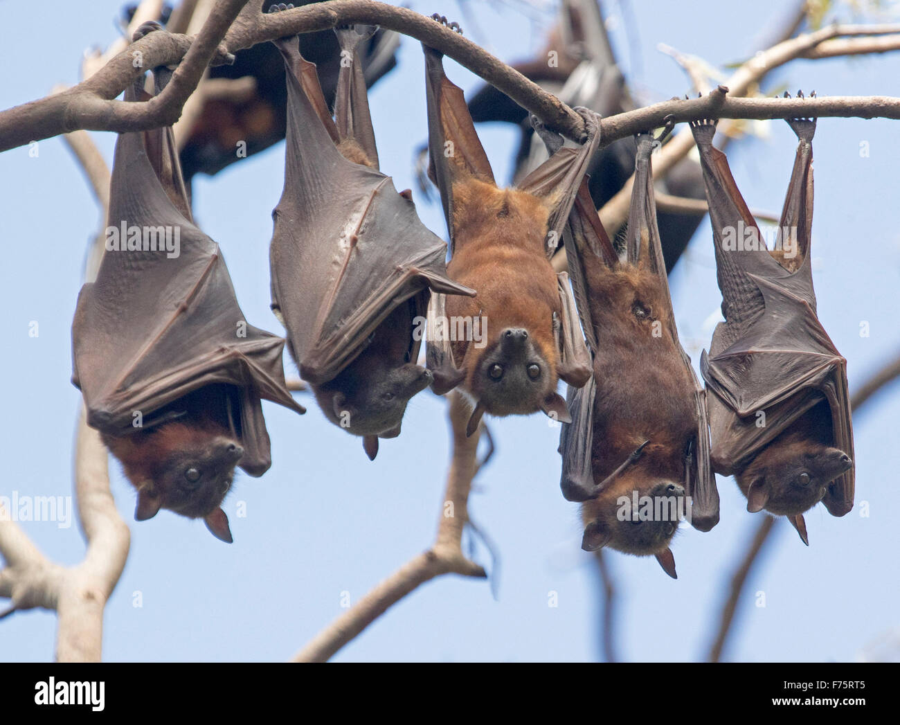 Detail Images Of Bats Flying Nomer 29