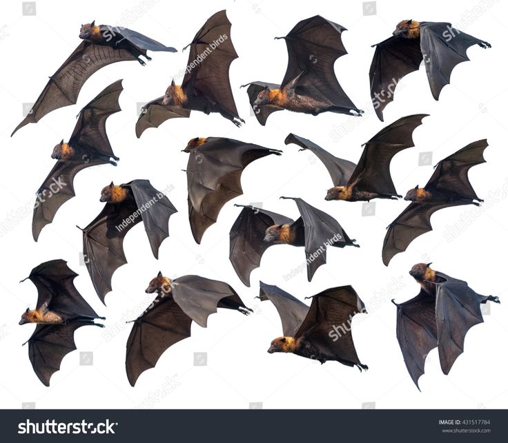 Detail Images Of Bats Flying Nomer 30