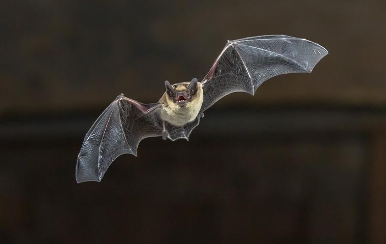 Detail Images Of Bats Flying Nomer 32