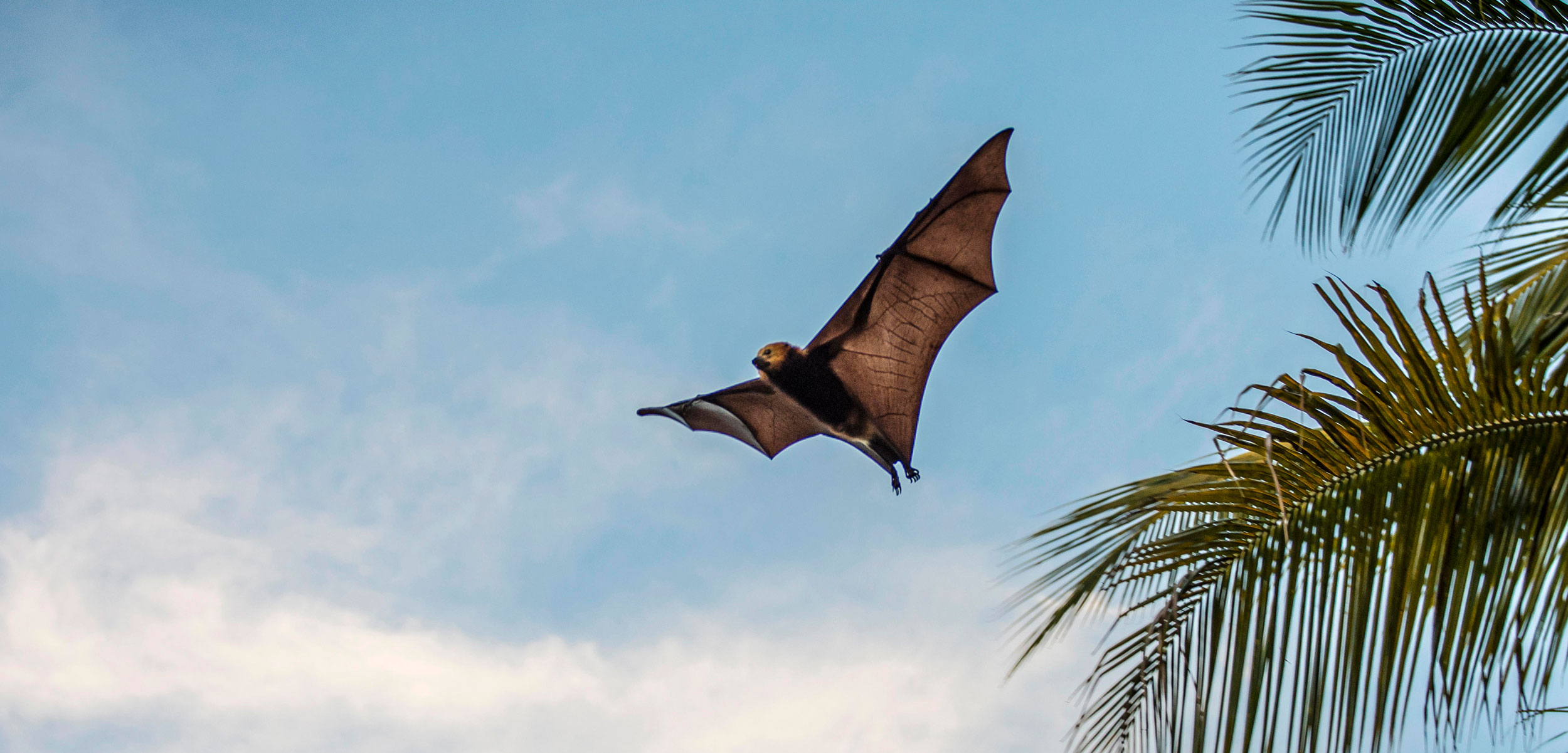 Detail Images Of Bats Flying Nomer 40