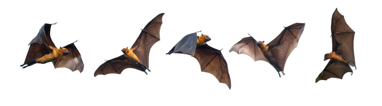 Detail Images Of Bats Flying Nomer 43