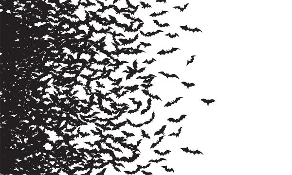 Detail Images Of Bats Flying Nomer 44
