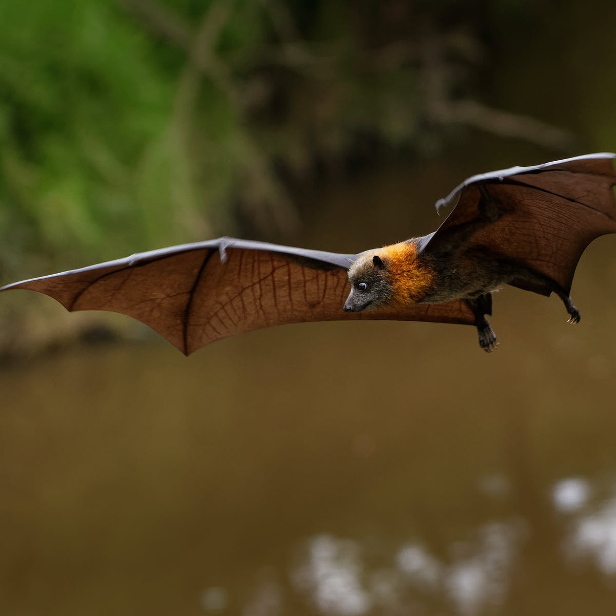 Detail Images Of Bats Flying Nomer 48