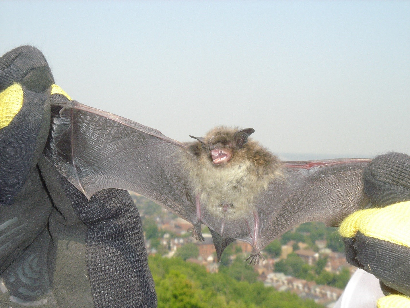 Detail Images Of Bats Flying Nomer 49