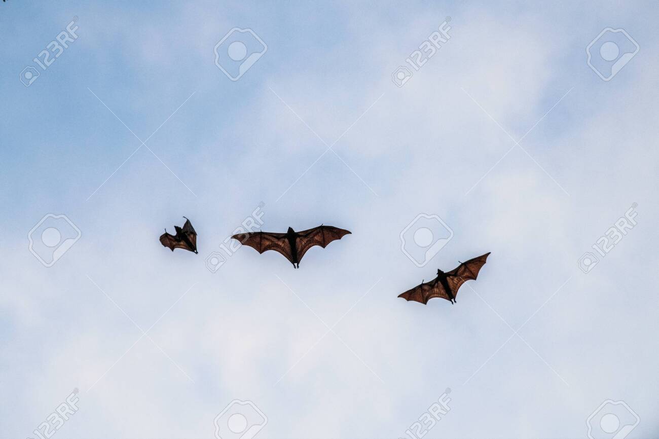 Detail Images Of Bats Flying Nomer 50