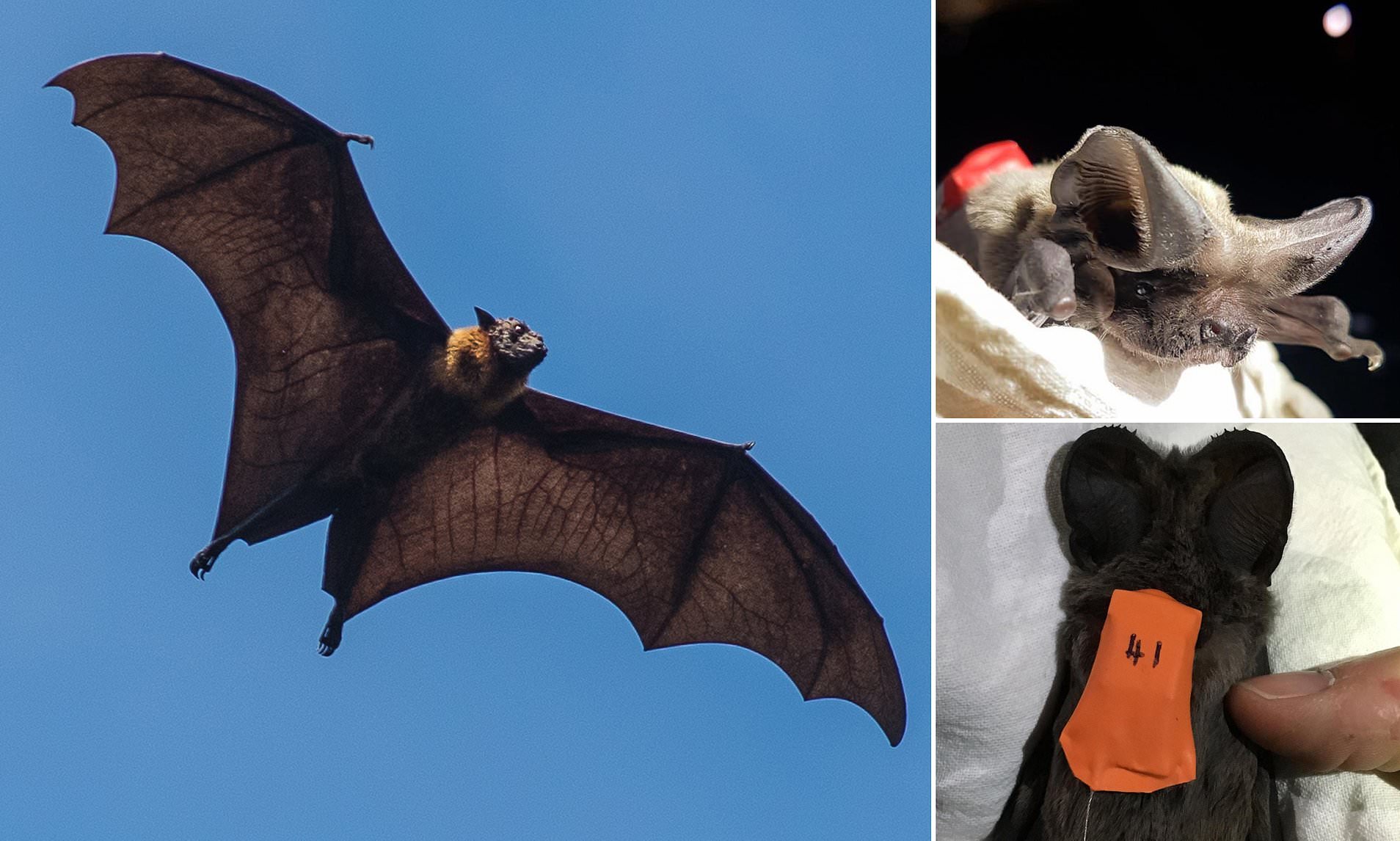 Detail Images Of Bats Flying Nomer 57