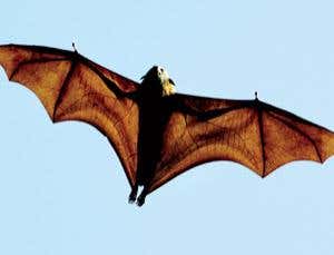 Detail Images Of Bats Flying Nomer 7