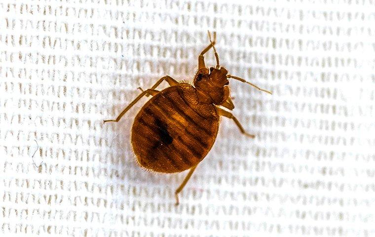 Detail Images Of Bed Bug Nomer 18